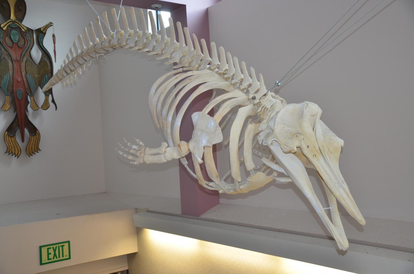 This skeleton hanging at Unalaska High School is the only full specimen of a new species of whale, long known but only recently classified. (Photo courtesy Unalaska School District)