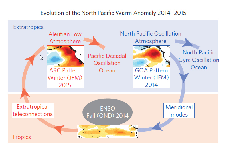 Climate hypothesis to explain the generation, evolution and persistence of the North Pacific warm anomaly between the winters of 2013/14 and 2014/15. (Di Lorenzo & Mantua, Nature Climate Change, 2016)