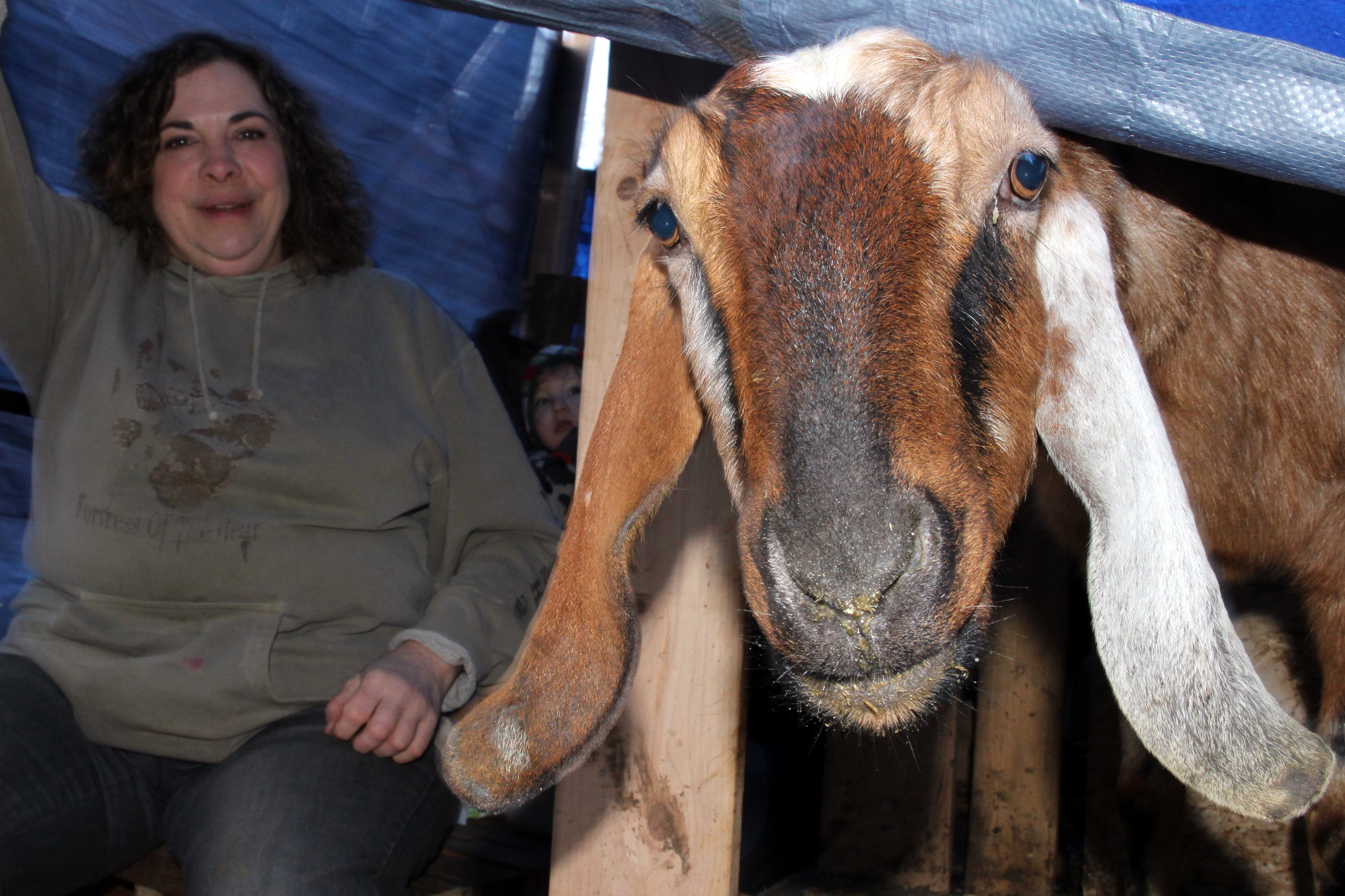 Milly, a milk goat from Wrangell, turned to sniff my breathe. "That's how they get to know you," Daniels said. There are fifteen does in the goat herd. (Emily Kwong, KCAW - Sitka)