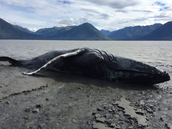 A humpback whale found dead on a beach near Hope on June 28, 2016. (Photo by Katie Aho)