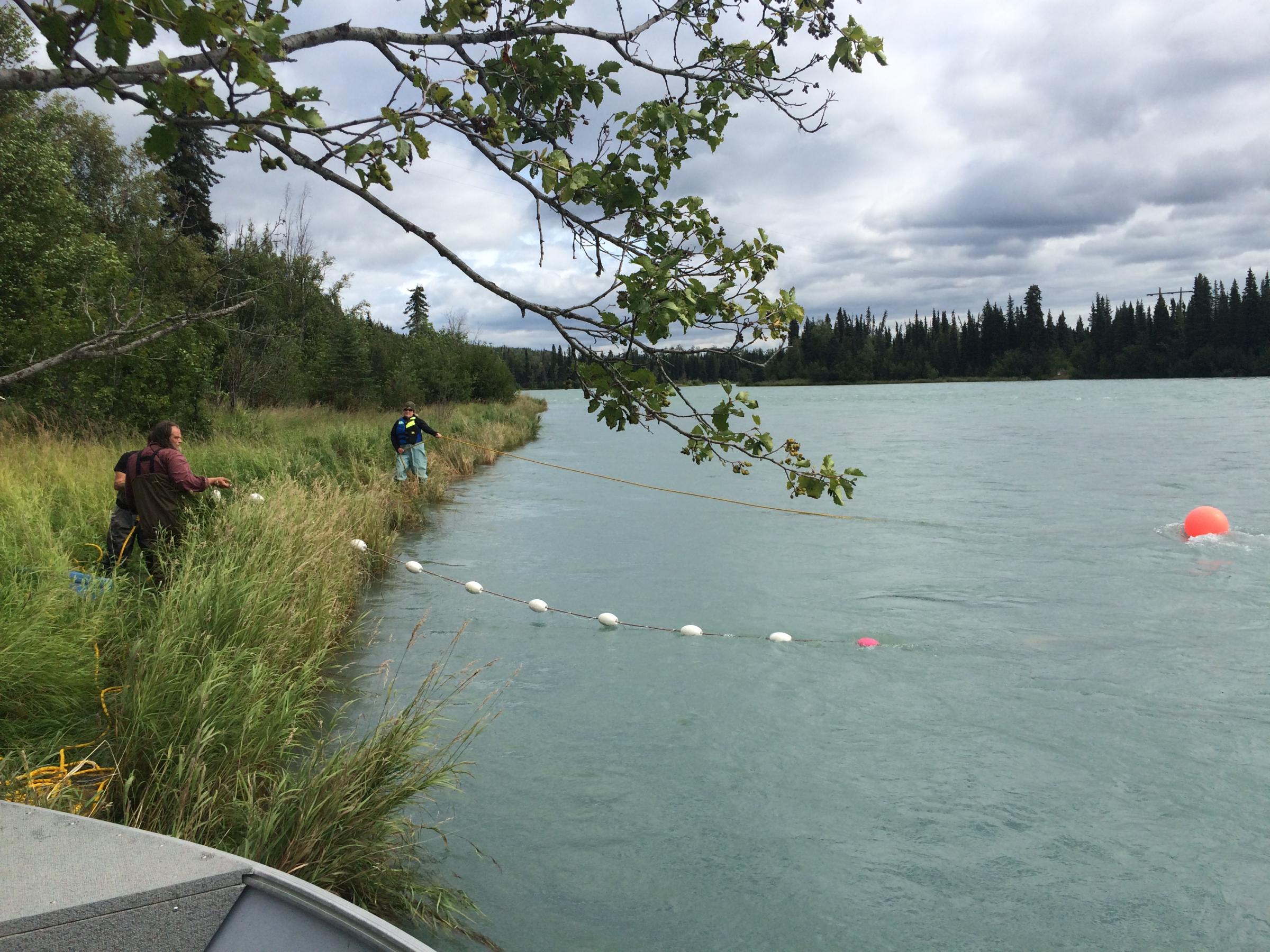 The NTC crew sets the tribe's gill net on the Kenai River in the Moose Meadows Range area on Saturday, July 30. (Photo by Daysha Eaton, KBBI - Homer)
