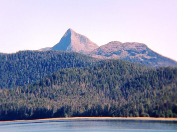 A mountain peak rises above a spruce forest