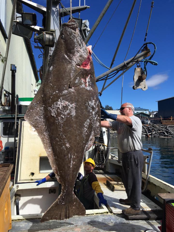 Brian Mattson, with the 396 pound halibut caught near Petersburg. (Photo by Abbey Collins, KFSK - Petersburg)