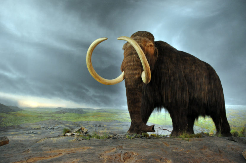 A woolly mammoth on display in the Royal BC Museum. (Wikimedia commons photo by FunkMonk)