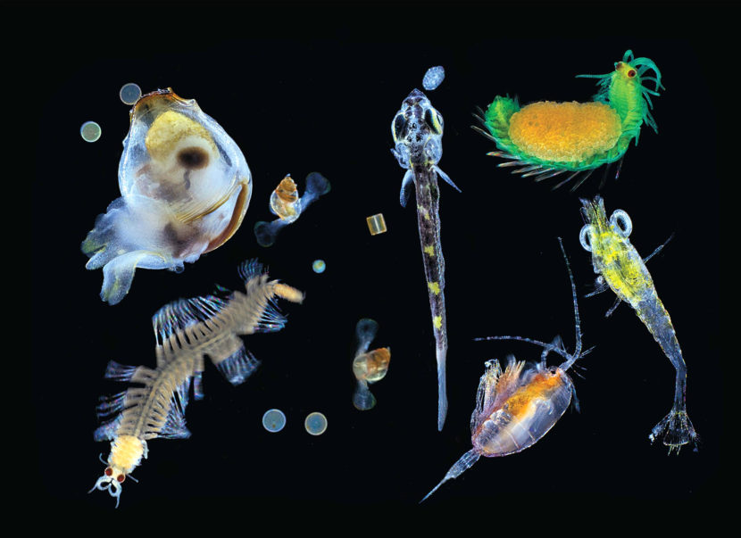 A variety of plankton from the Pacific Ocean. (Christian Sardet/CNRS/Tara Expeditions)