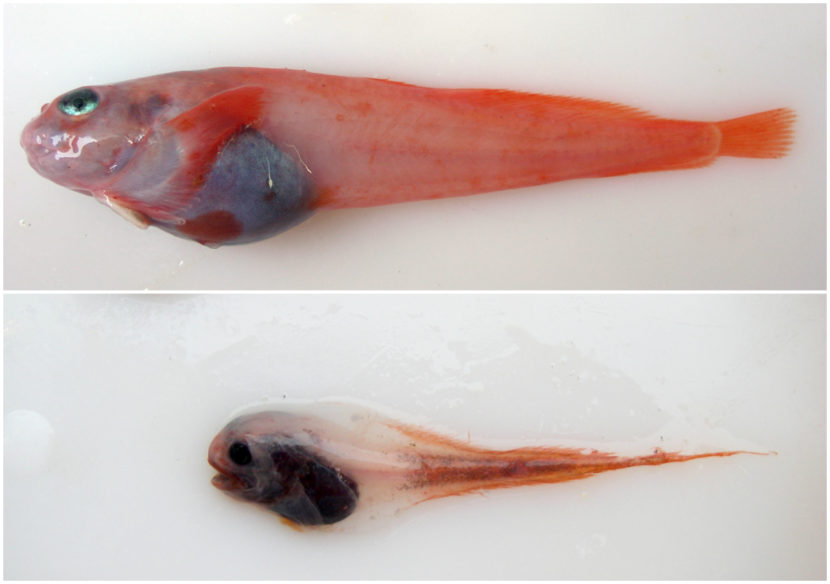 Snailfish can be hard to distinguish. The combed snailfish (top) is found in the Aleutian Islands and the comet snailfish (bottom) lives in the Bering Sea. (Photo courtesy of Jay Orr/NOAA)