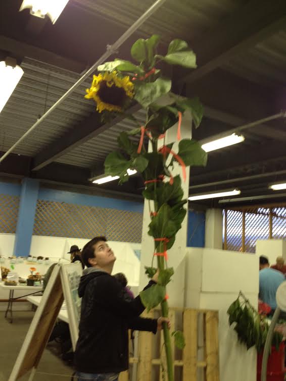 Jim Meier and his Sunflower entry for Large Garden crop competition at Palmer on Wednesday night. Fair officials took entries until 9 pm. The Alaska State Fair starts today in Palmer. (Photo by Ellen Lockyer, Alaska Public Media - Anchorage)