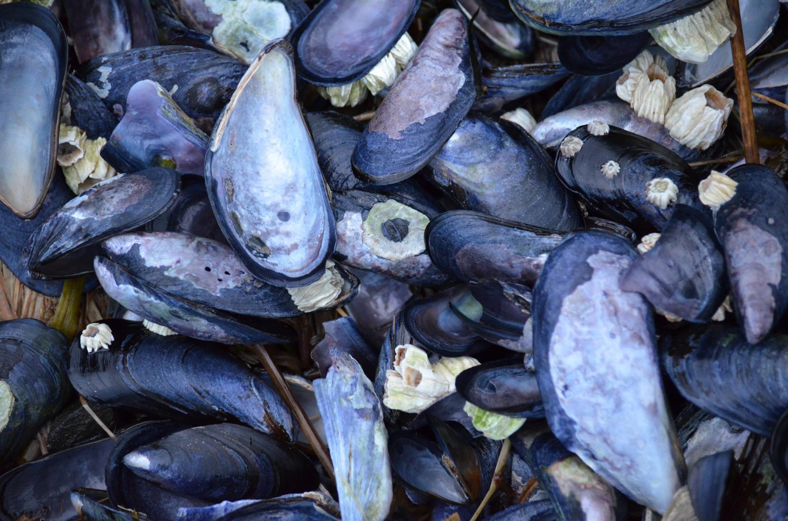 Blue mussel shells on a beach. 