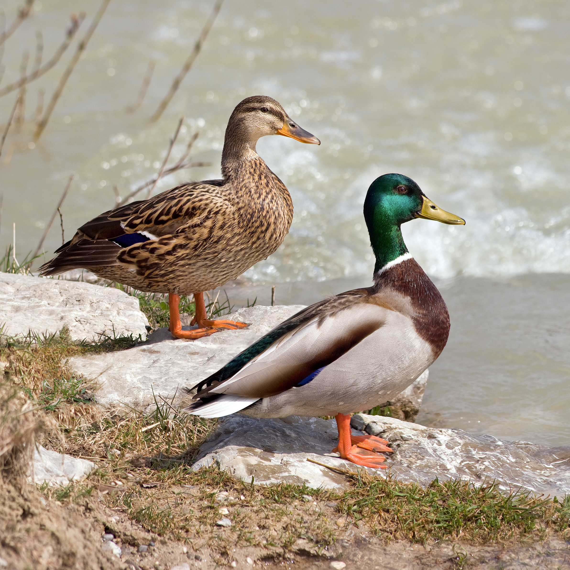 Common mallard duck (Wikimedia commons photo)