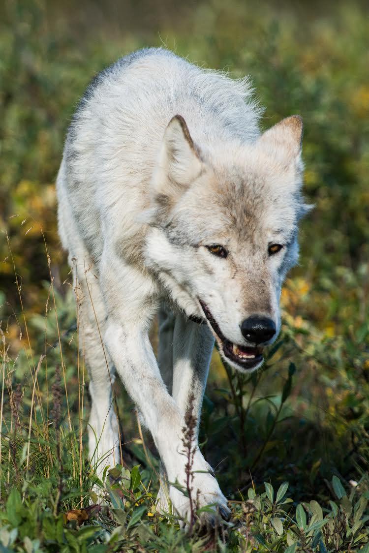 Denali wolf (Photo by Kent Miller, Denali National Park)
