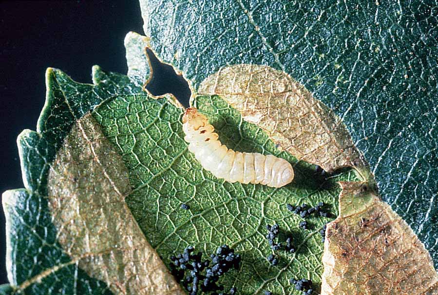 Ambermarked birch leafminer larva. (Photo courtesy of the Canadian Ministry of Forests and Range)