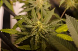 A lawsuit seeks to prevent a ballot initiative asking whether to ban commercial marijuana in the Mat-Su Borough from appearing before voters. (Creative Commons photo by Brett Levin)