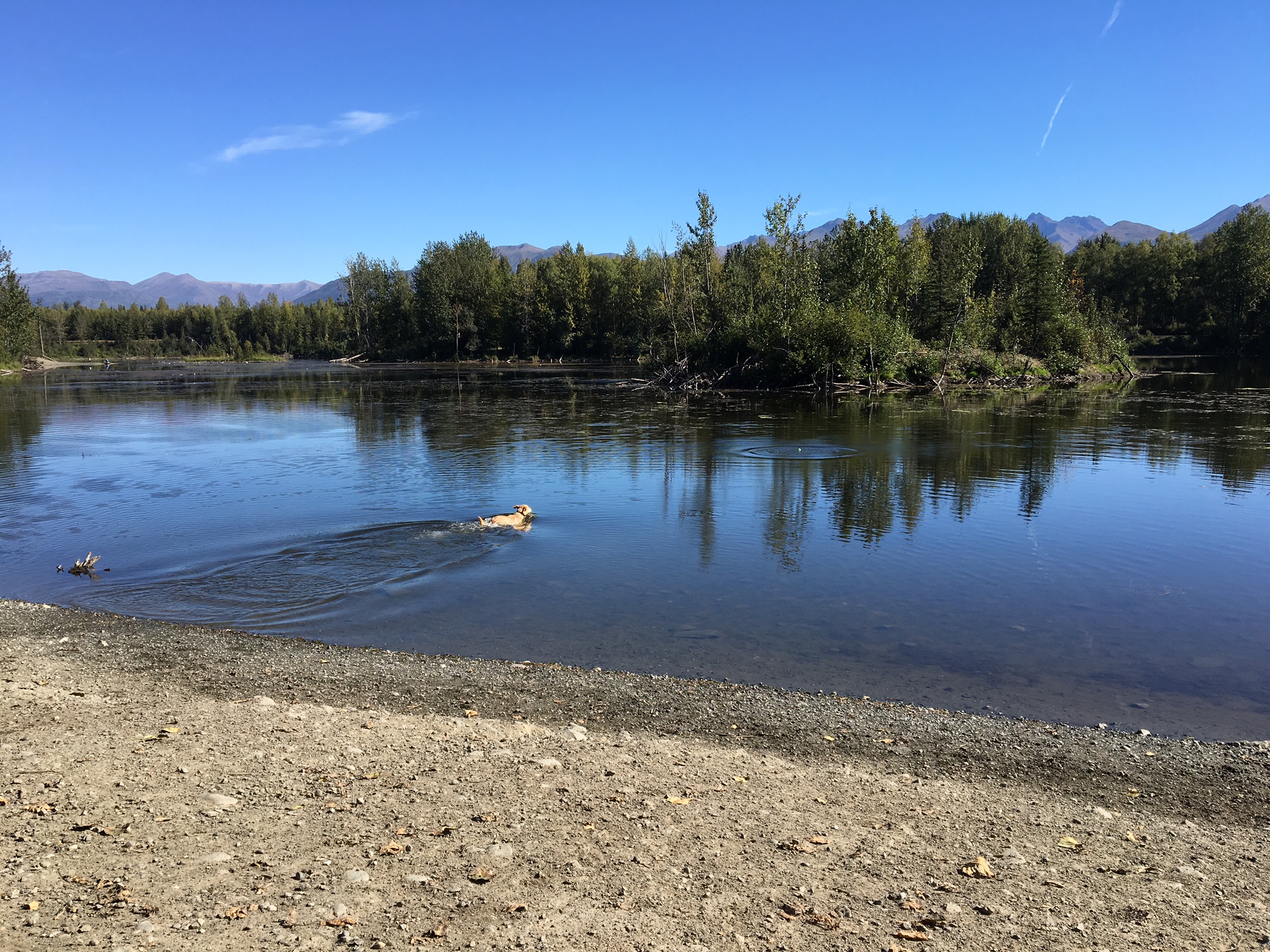 A dog swims in University Lake in Anchorage on Aug. 31, 2016. (Photo By Annie Feidt, Alaska’s Energy Desk - Anchorage)