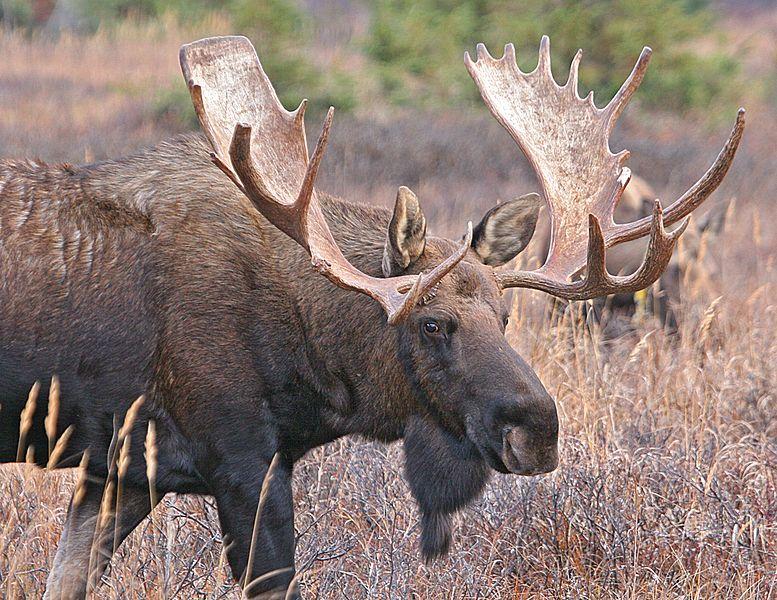 Three of the four moose killed and left unsalvaged last week had "sub-legal" size racks, too small or otherwise illegal to harvest. (Photo courtesy of UAF)