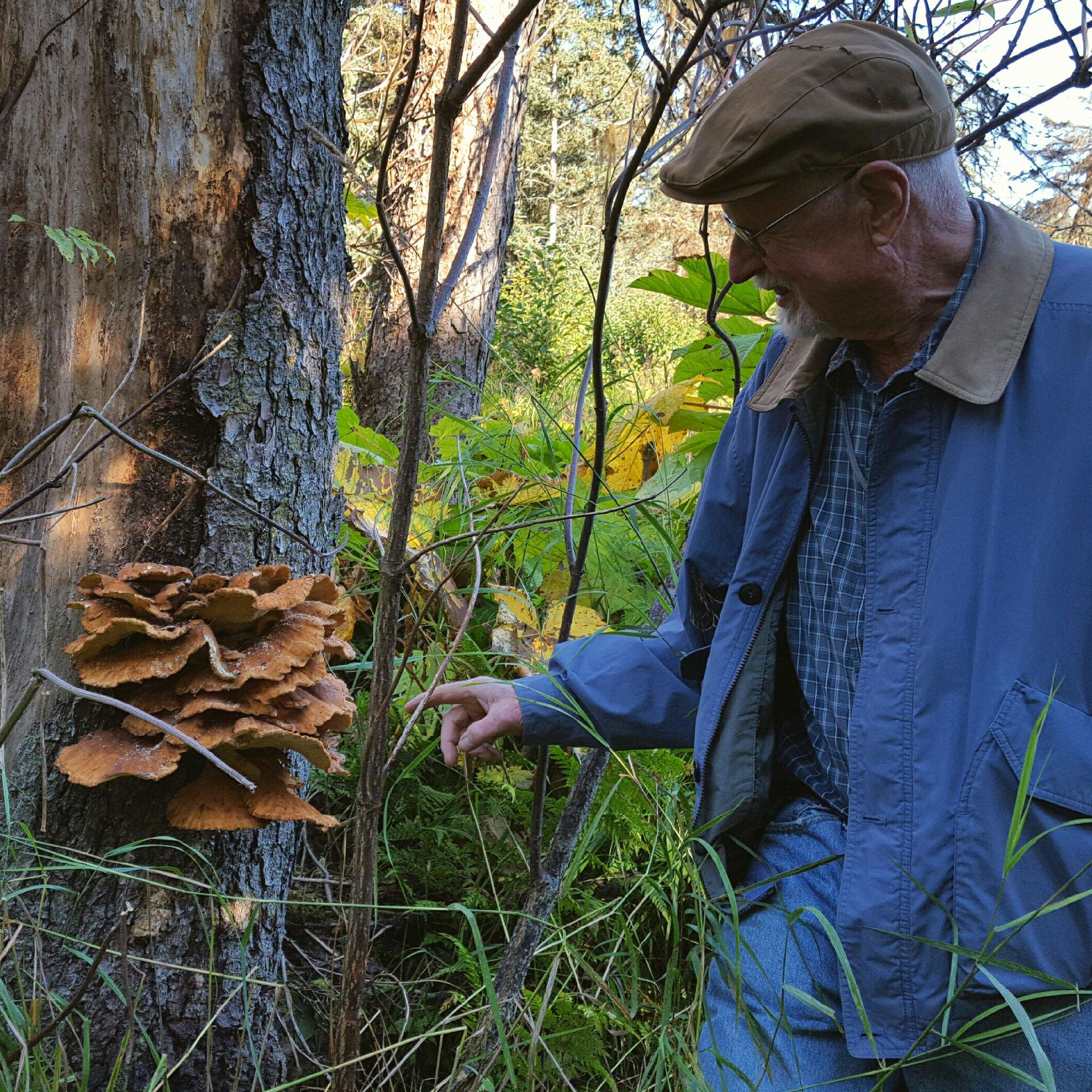 Neil McArthur points out a sulfur shelf mushroom in Homer. (Photo by Shahla Farzan, KBBI - Homer)