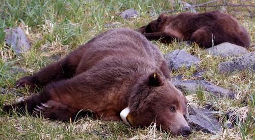A tranquilized bear and cub. (Alaska Department of Fish & Game photo)