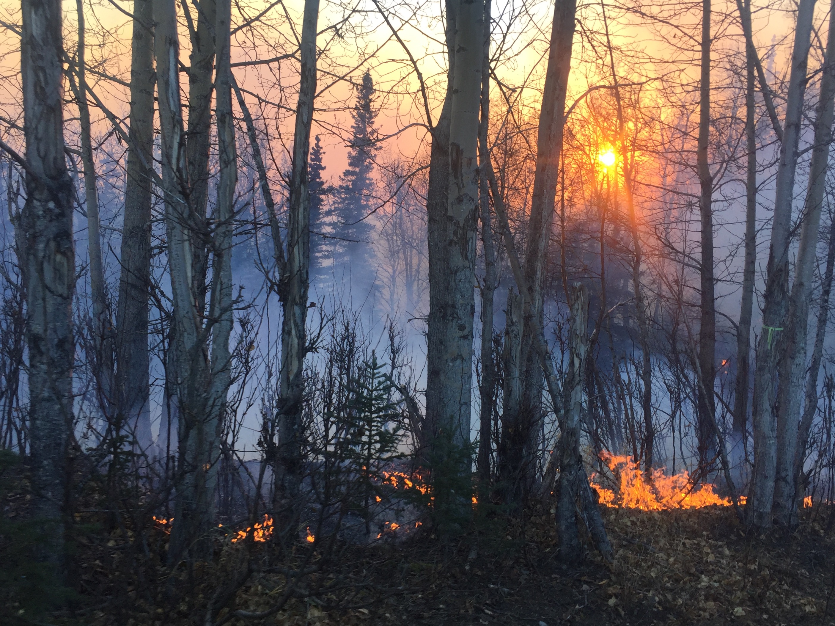 Surface fuels burn in the Moose Creek Fire late Saturday afternoon near Sutton. The fire is now estimated at 216 acres and there are 50 personnel working to suppress it. (Photo by Sarah Saarloos/Alaska Division of Forestry)