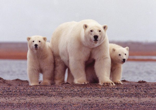 A polar bear mother watches carefully with her cubs along her side as their picture is taken, March 6, 2007. (Photo credit: USFWS)