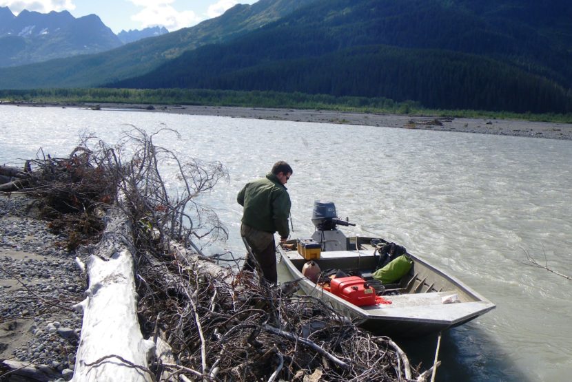 A state Department of Fish and Game staffer works on sampling fish for a study on toxic metal concentrations in Tulsequah and Taku river fish. (Photo courtesy Department of Fish and Game)