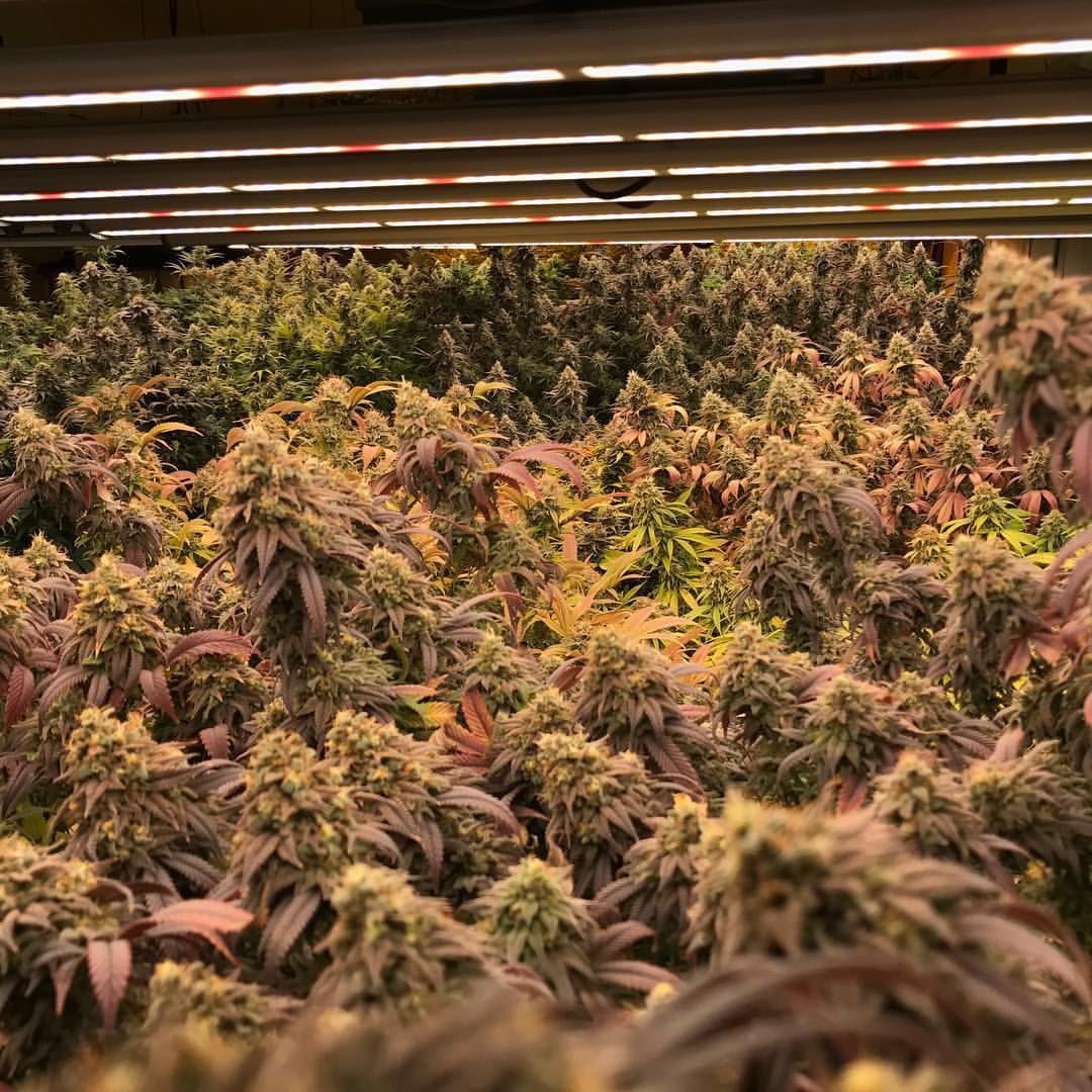 Rainforest Farms’ marijuana grows in Juneau on Monday. Co-owner James Barrett says these plants will provide the first legal marijuana for sale in Juneau. (Photo courtesy of Rainforest Farms)