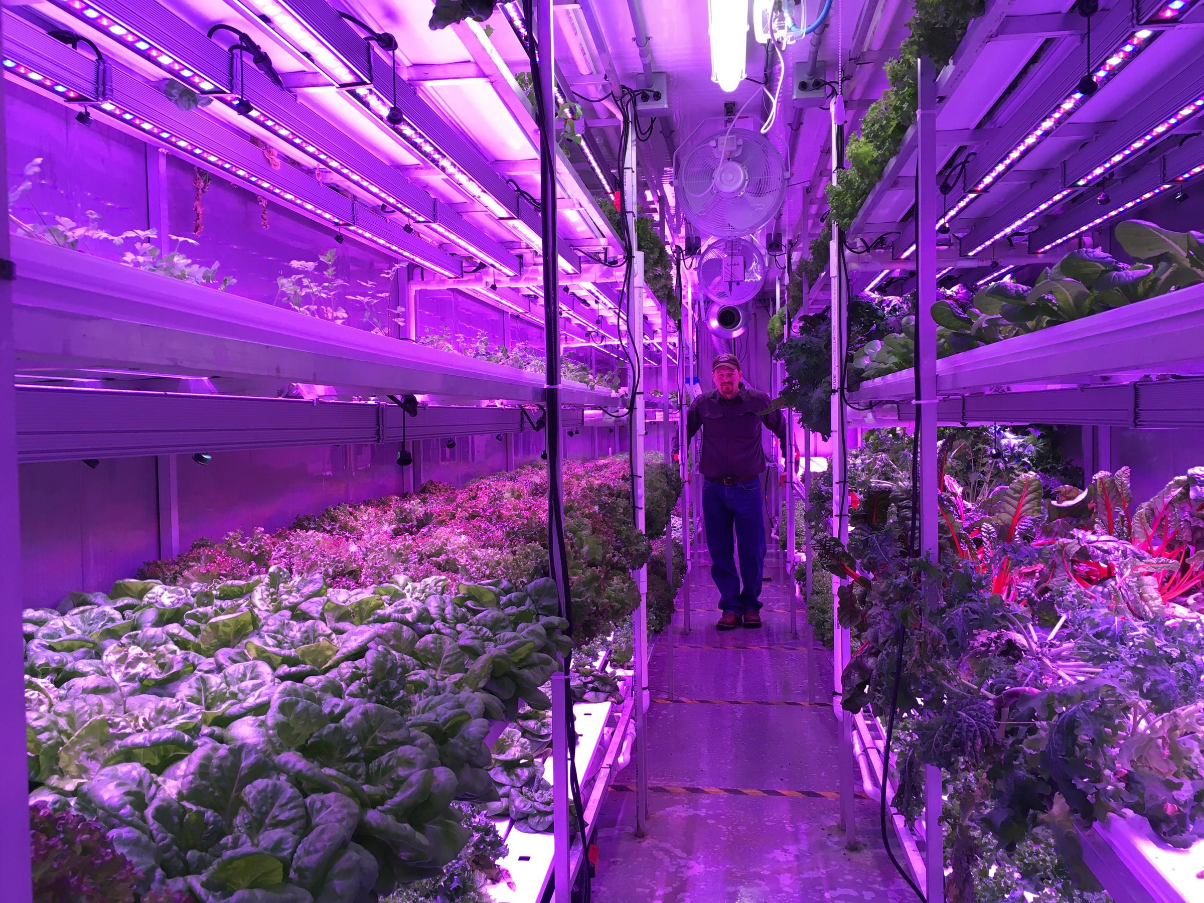Kyle Belleque in his hydroponic farm (Photo by KDLG)