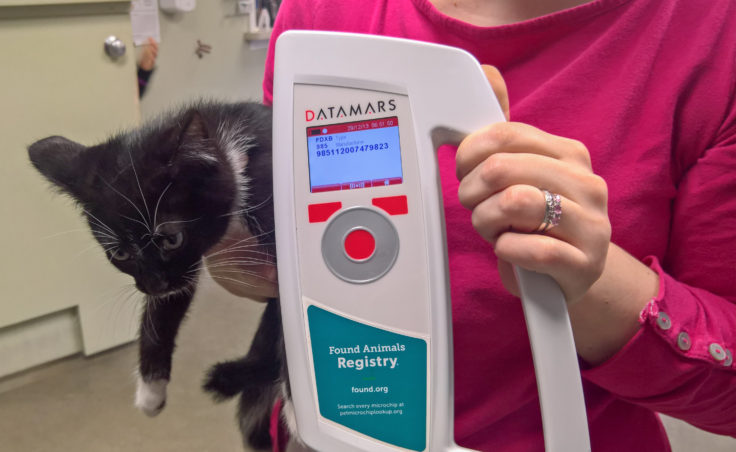 Rachel Trapp shows the readout on a microchip scanner of Sushi the kitten at Gastineau Humane Society in Juneau, Nov. 19, 2016. (Photo by Jeremy Hsieh, KTOO - Juneau)