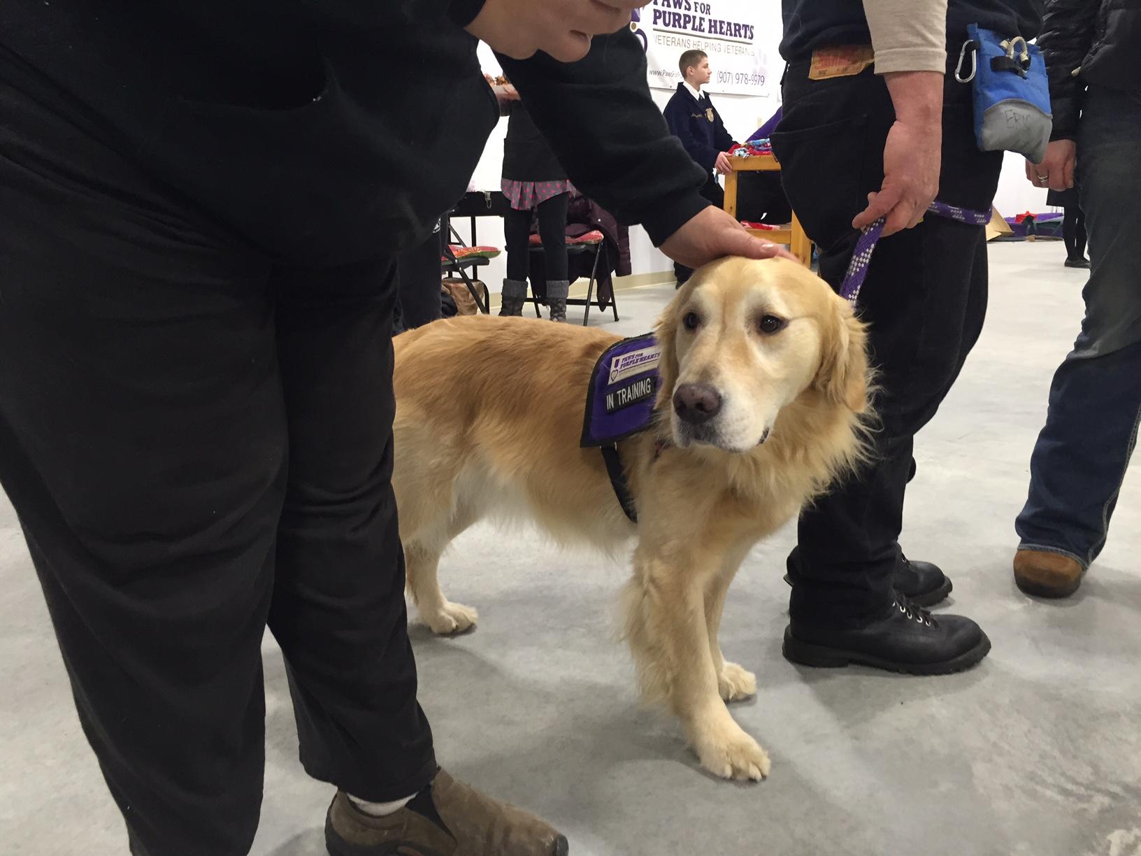 A Paws For Purple Hearts service dog greets visitors during an open house at the group's new training center in south Fairbanks November 12th. (Dan Bross, KUAC - Fairbanks)