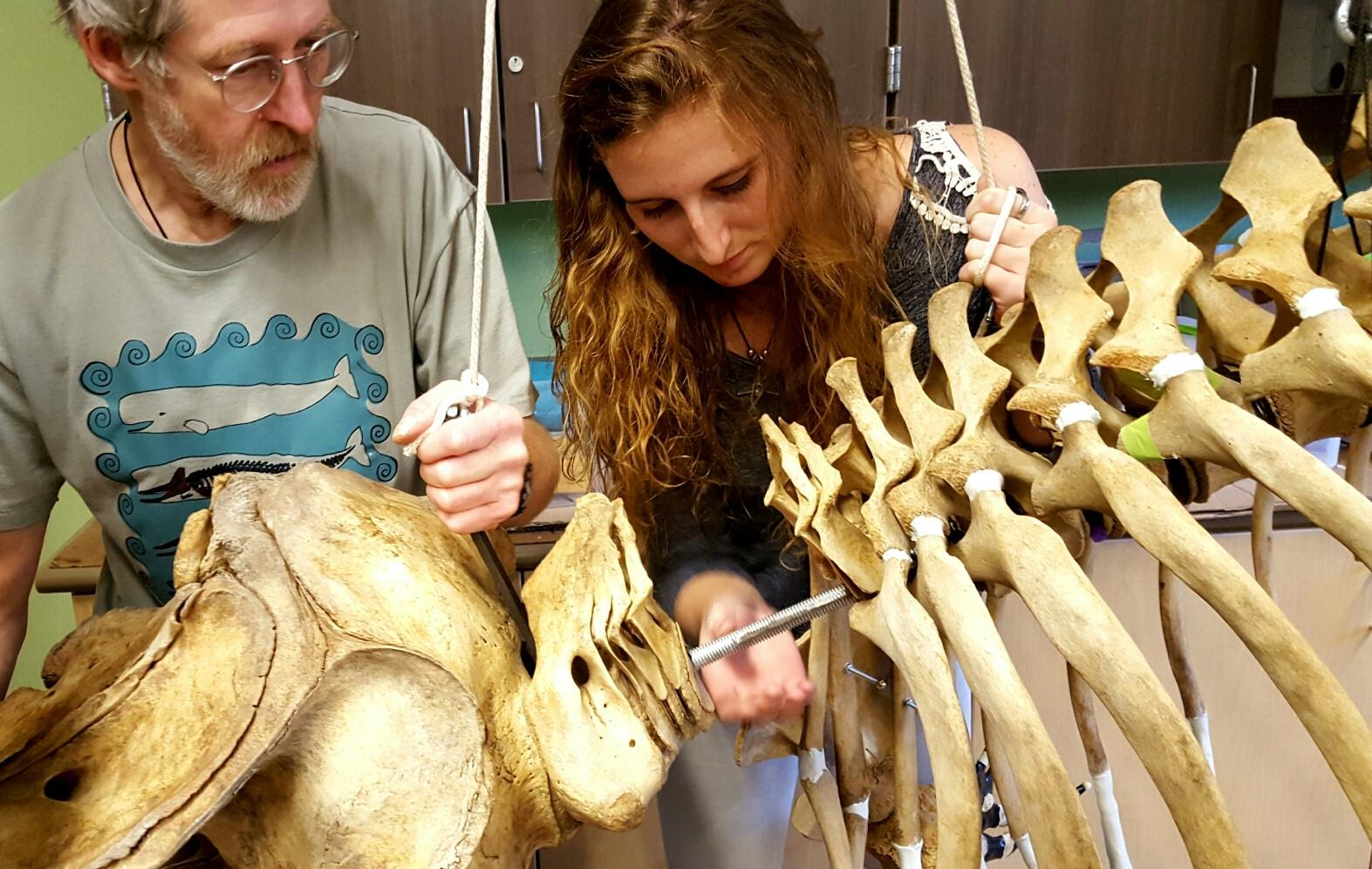 Instructor Lee Post and student Jamie Knaub slide a baby orca skull into place as the undergo the arduous task of reassembling the skeleton. (Photo by Shahla Farzan, KBBI - Homer)