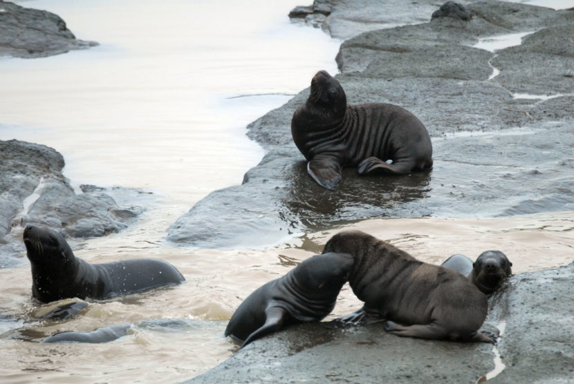 One month old Steller sea lion pups playing on Ulak Island. (Photo courtesy NOAA Fisheries)
