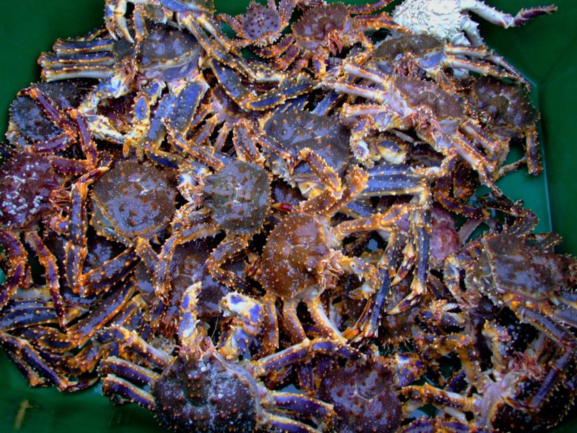 The restrictions put in place to protect blue king crab also make it difficult to do research on the species. (Photo by Celeste Leroux/Alaska Sea Grant)