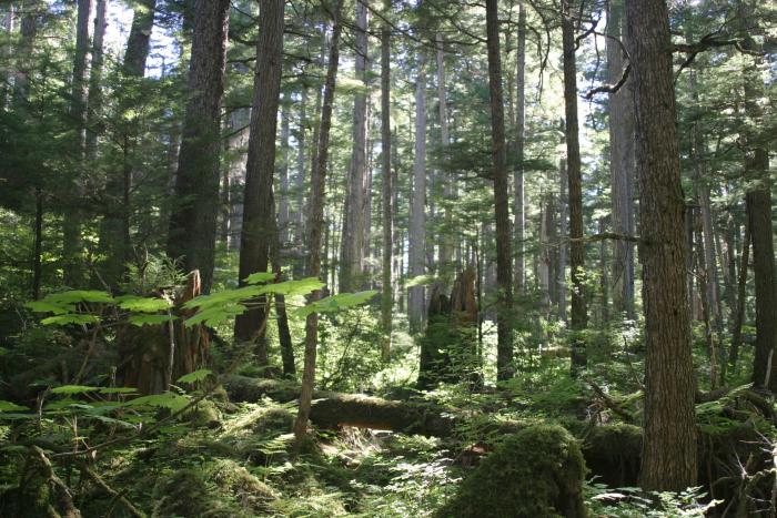 Tongass National Forest (Creative Commons photo by Henry Hartley)