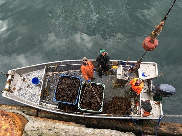People in a boat with tubs of kelp