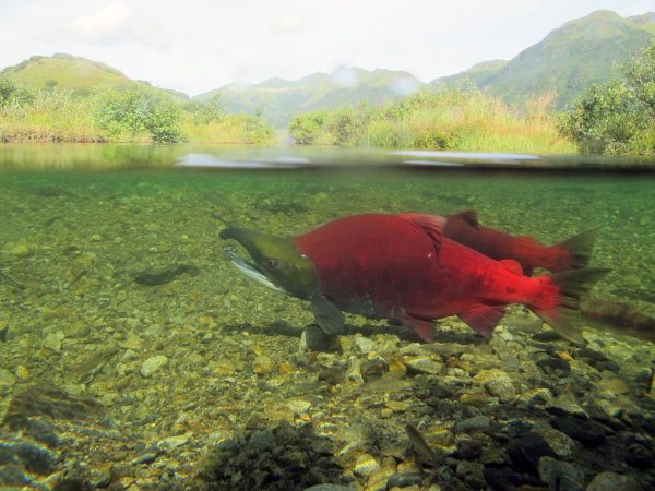 A red salmon in the water