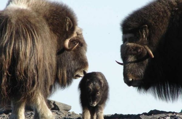 LISTEN: Alex Trebek visited Alaska because he loved this animal. (What is a  musk ox?) - Alaska Public Media
