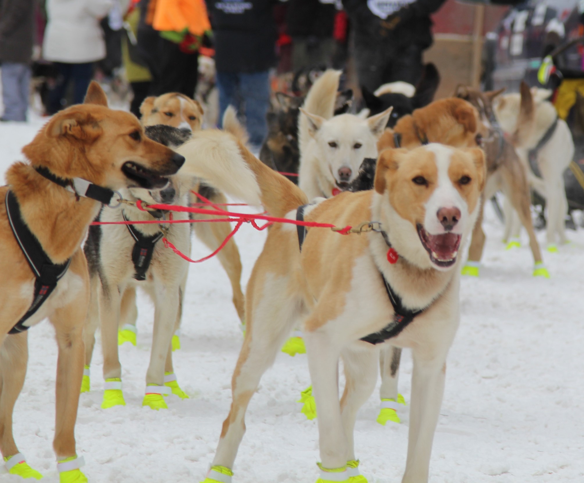 Iditarod returns to 16-dog teams