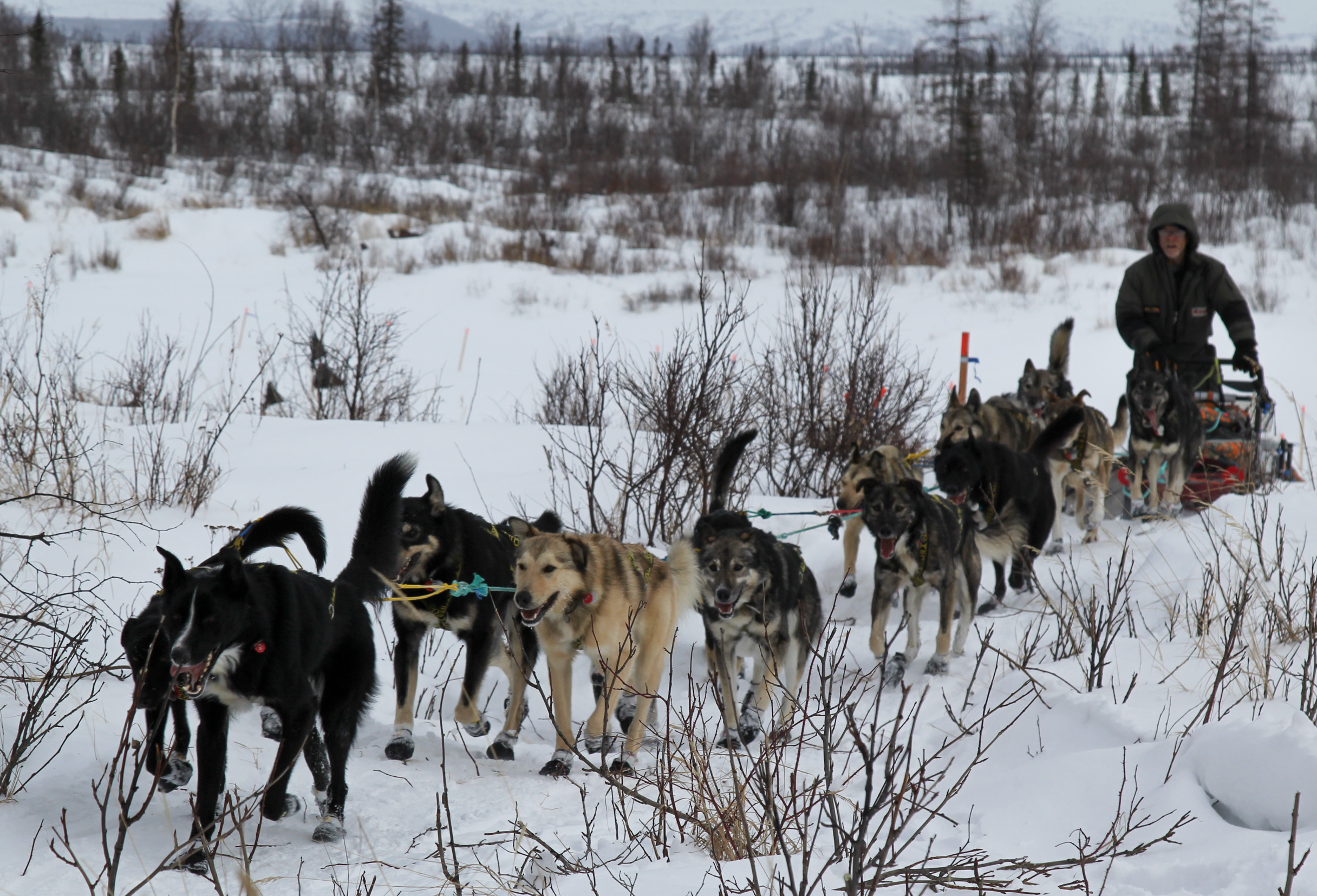 how many dogs died in the iditarod race 2018