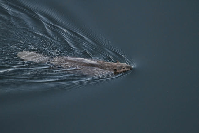 Beavers are moving into the Arctic — you can see it from space - Alaska  Public Media
