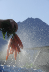 A Palmer, Alaska-area farmer washes carrots. Photo by Stephen Nowers, used with permission