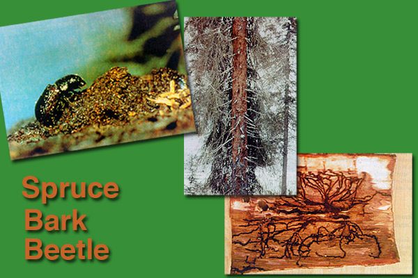 spruce bark beetle