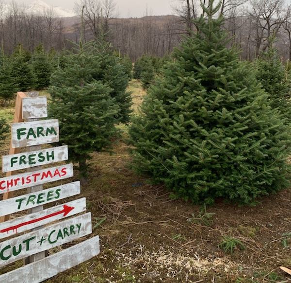 Alaska Made: There's only one Christmas tree farm in Alaska. It's on Kodiak, and it's thriving. - Alaska Public Media