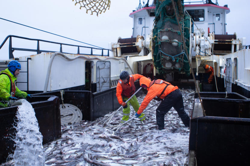 Two crew men shovel a deck full of fish on board a large boat