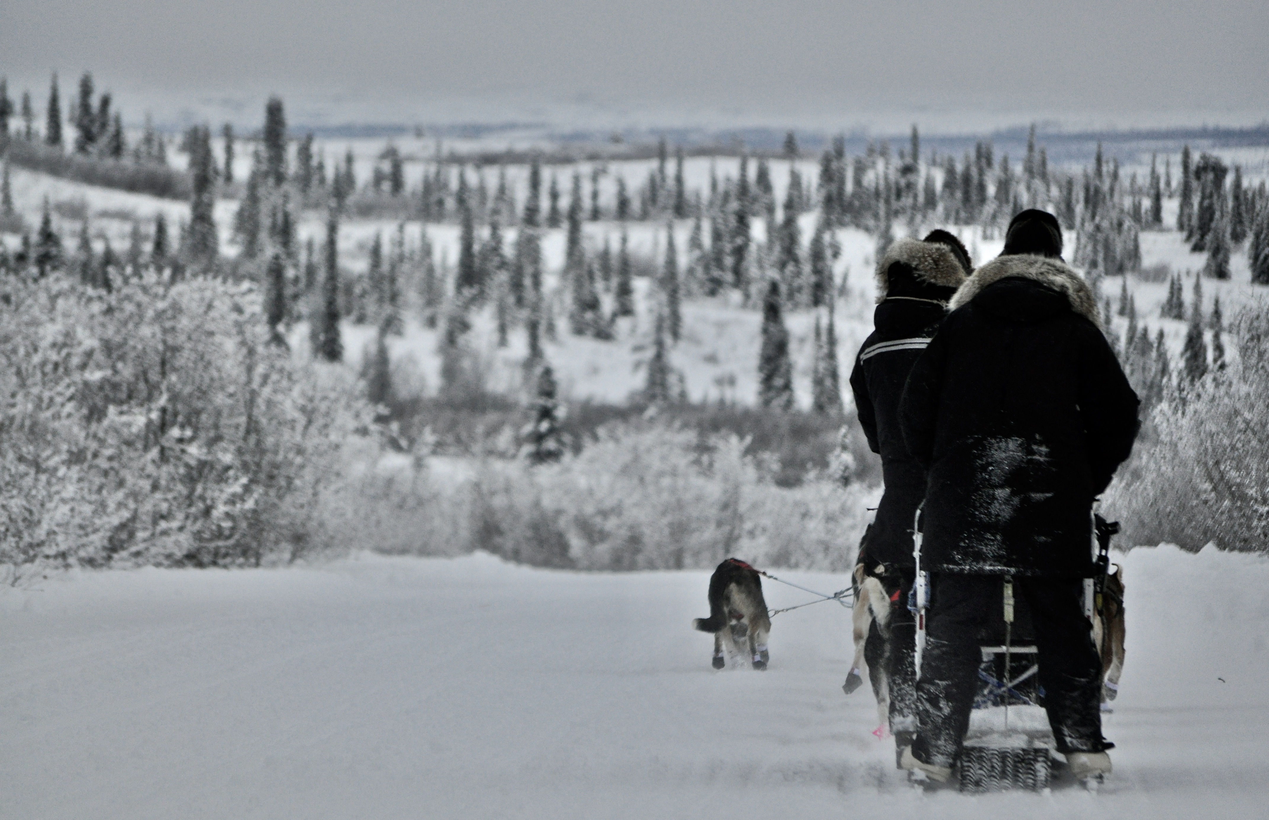 a sled dog team on a snowy road