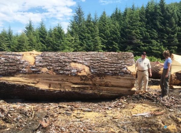 Tongass old growth timber sale gets go-ahead despite habitat concerns -  Alaska Public Media