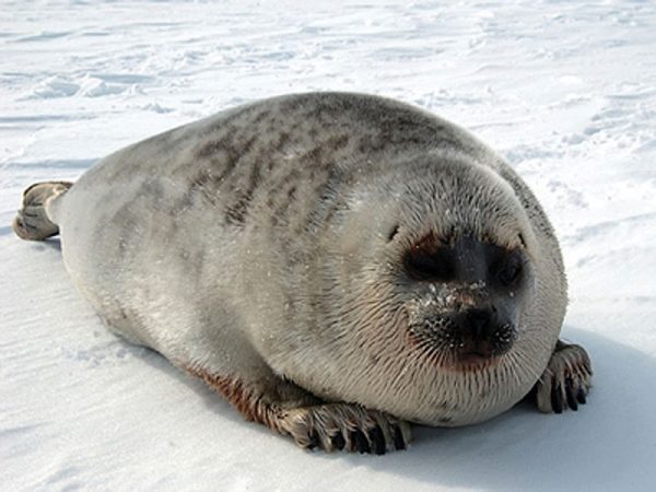 A white and grey seal on the ice