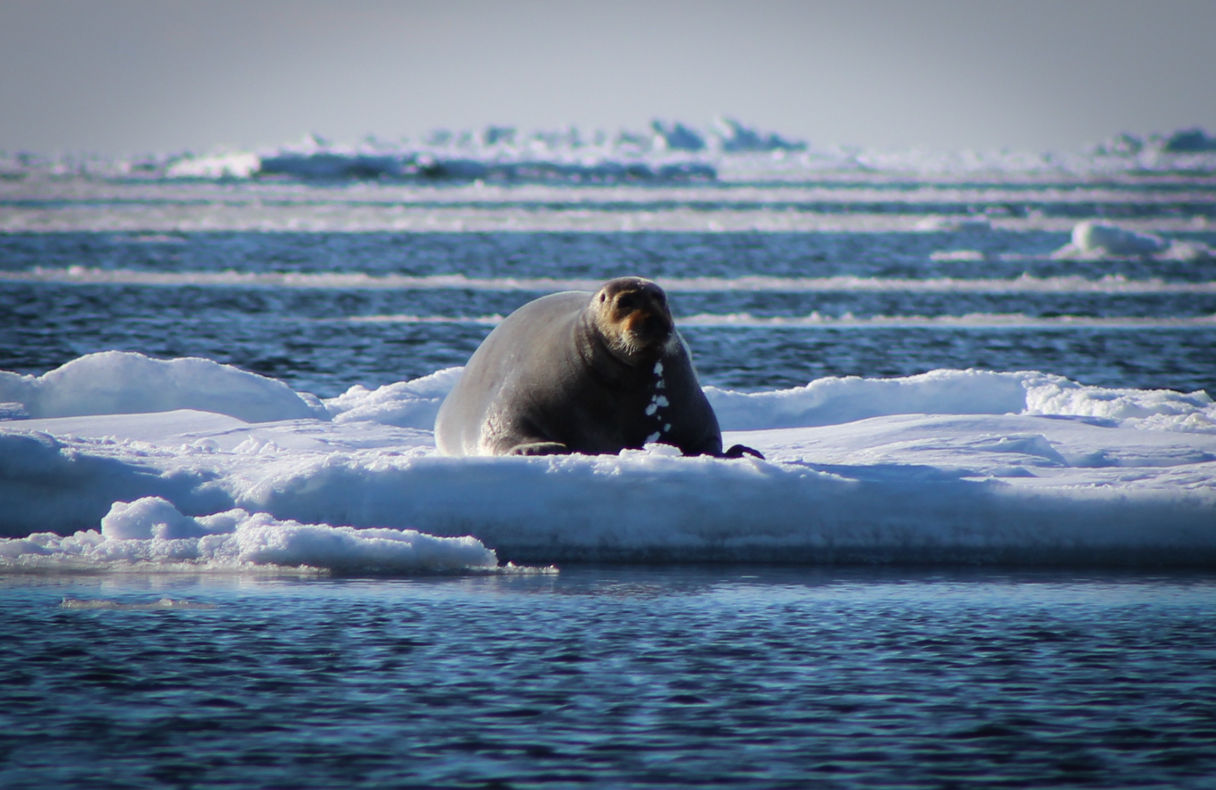 Study finds marine mammal viruses are traveling between oceans as sea ice  recedes - Alaska Public Media