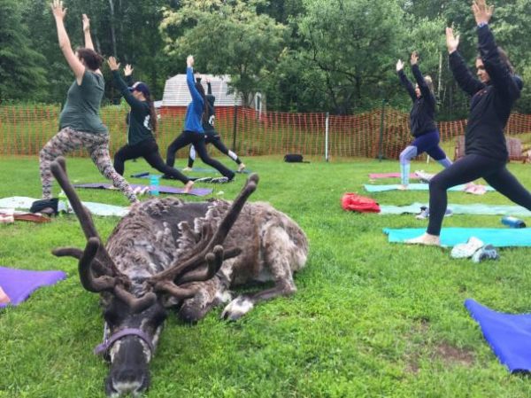 Goat yoga? In Fairbanks, there's a new animal to flow with: reindeer -  Alaska Public Media