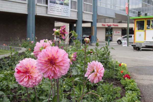 A subset of the Anchorage Parks and Recreation Department  plants flowers at the Town Square Park on a recent weekday afternoon. 
