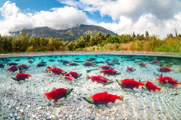 Bright red salmon with green heads swim in shallow waters with small mountain in background.