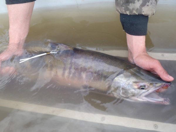Fishermen found dead chum salmon lining the banks of the Koyukuk River. (Photo courtesy of ADF&G)