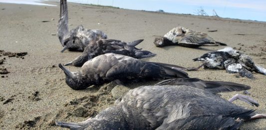 Dead seabirds lying on a beach near Nome